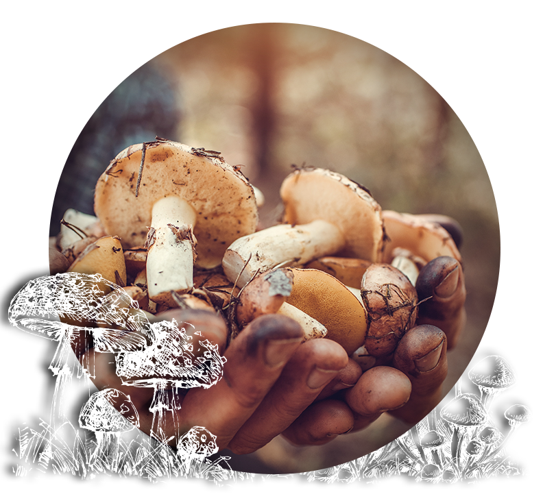  Vente de champignons de paris 45